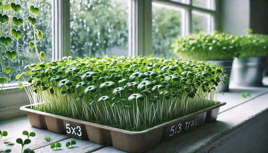 PRÊT POUR LE PRINTEMPS ? PLANTEZ LA FRAÎCHEUR !