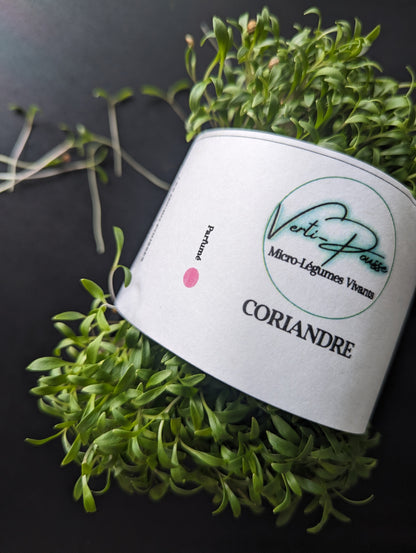 CORIANDRE - PRÊT À COUPER