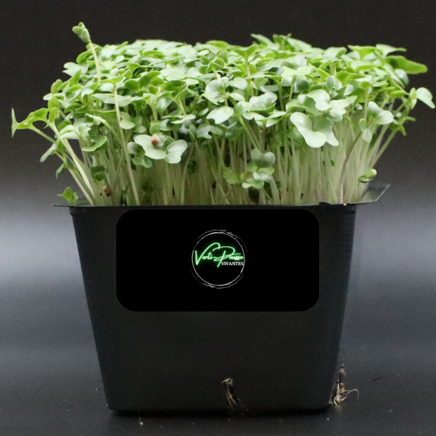 Micro Pousse Production de micro-pousses en jardin vivant ! – Verti-Pousse