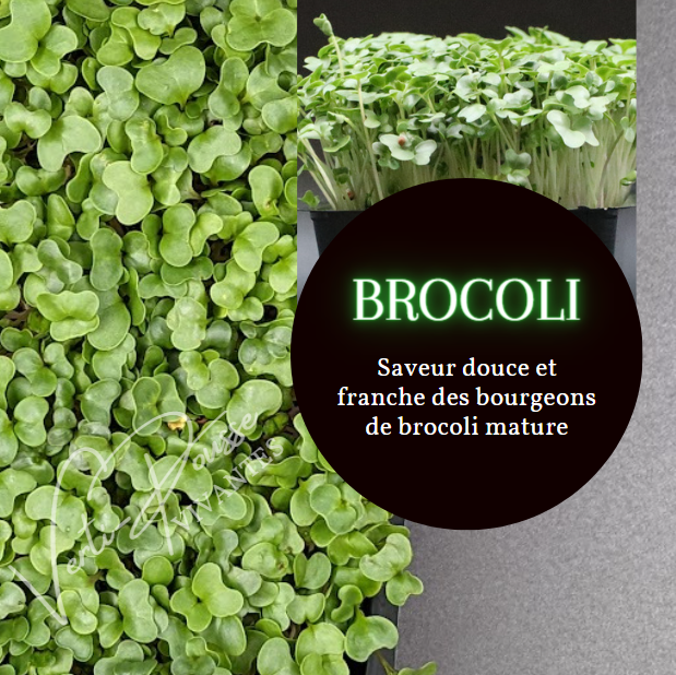 Micro Pousse Production de micro-pousses en jardin vivant ! – Verti-Pousse