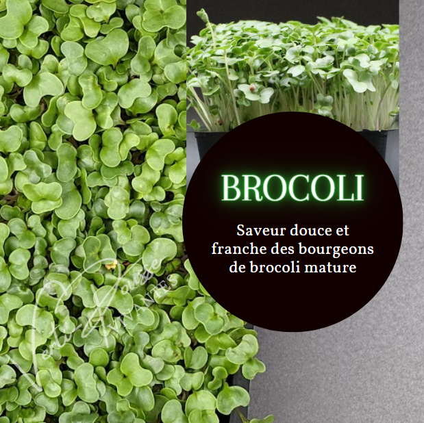 Brocoli