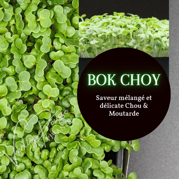 Bok Choy