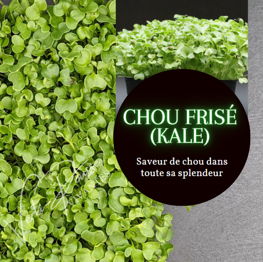 Chou Kale