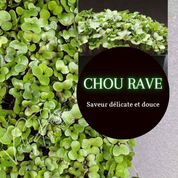 Ch Rave CHOU RAVE - PRÊT À COUPER – Verti-Pousse
