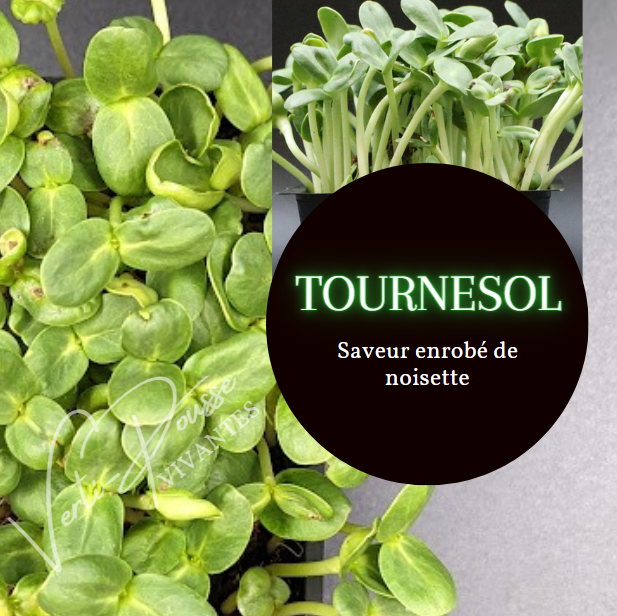 Tournesol